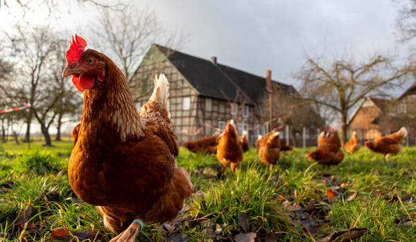 Hühner auf einem Bauernhof der Senioren ein Heim bietet, anstatt in ein Seniorenheim zu müssen. Im Hintergrund ist der Bauernhof zu sehen.