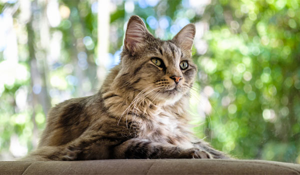 Eine Maine Coon Katze sitzt vor einer Fensterscheibe.