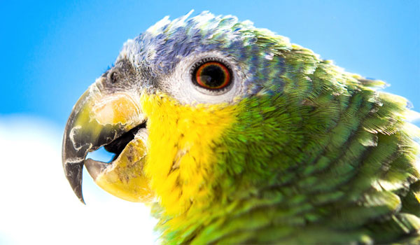 Blaukopf Amazone als treuer Begleiter für Senioren