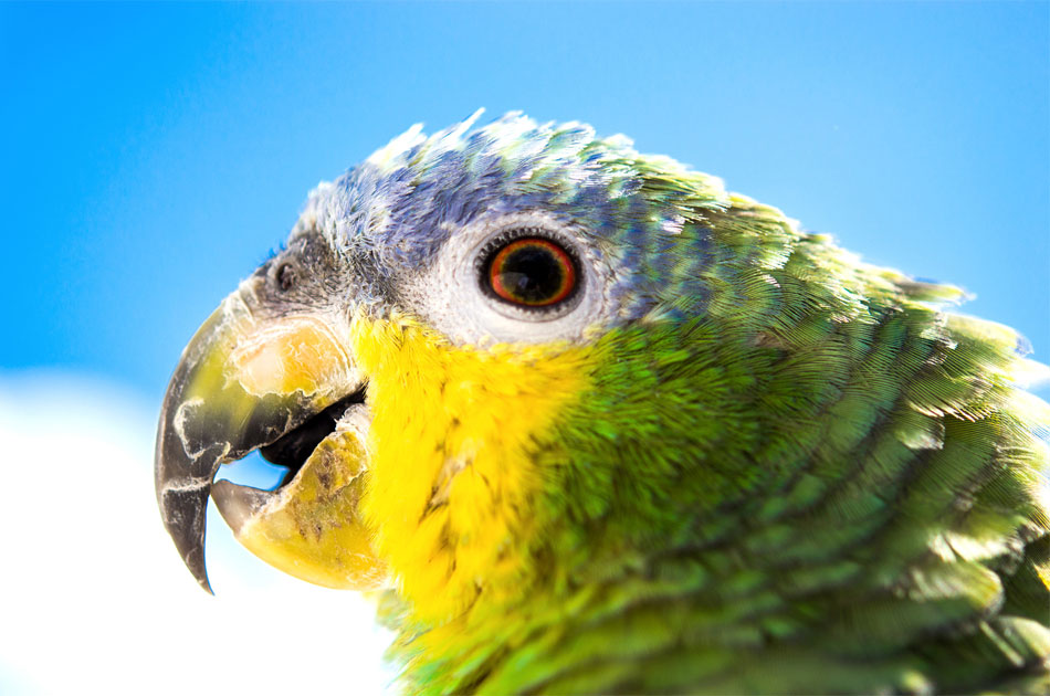Haustiere können im Alltag treue Begleiter sein.