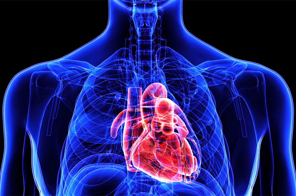 Röntgenfoto eines Menschen mit Herz