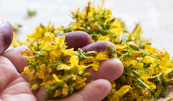 Johanniskraut auf dem Küchentisch und auf einer Handfläche liegend.