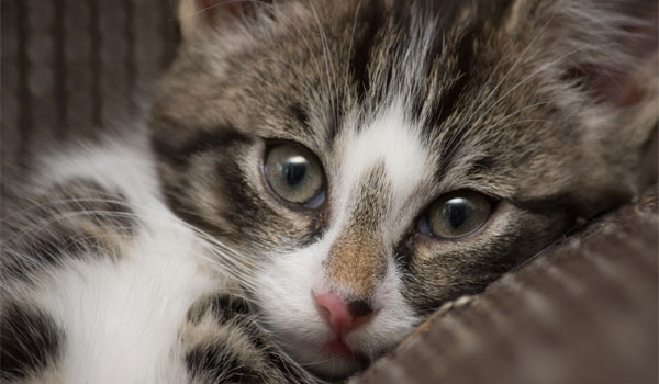 eine junge Katze schaut in die Kamera