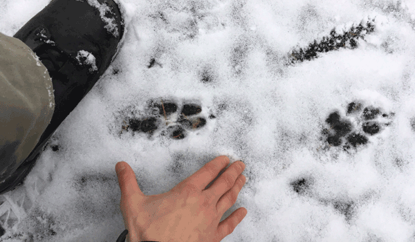 Die Fährte eines Wolfs.