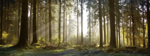 So könnten die Wälder in Zeiten von Siegfried und Hagen ausgesehen haben.