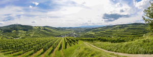 Weinberge im Naturschutzgebiete im südbadischen Kaiserstuhl.