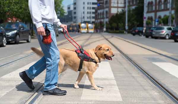 Ein Assistenzhund begleitet einen jungen Menschen über die Straße.