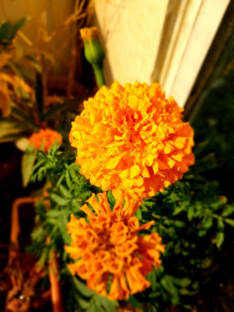 a close uOrangefarbene Tagetesblüte in Nahaufnahme mit grünen Blättern und unscharfem Hintergrund