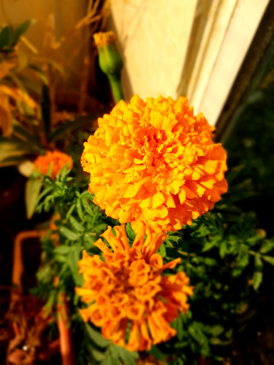 a close uOrangefarbene Tagetesblüte in Nahaufnahme mit grünen Blättern und unscharfem Hintergrund